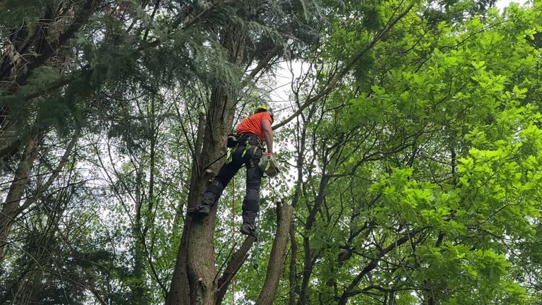 Best Tree and Shrub Care  in Rmel Valley Village, CA